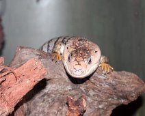 snegleskink IMG_3291